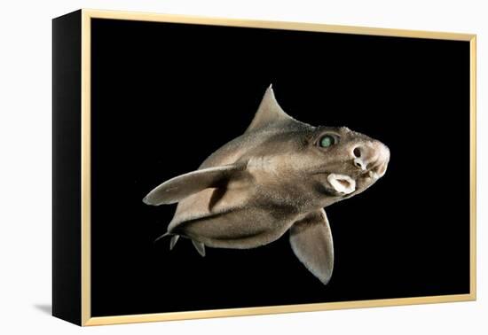 Angular Roughshark (Oxynotus Centrina) A Deepsea Species Living At 80-300M Depth-Jordi Chias-Framed Premier Image Canvas