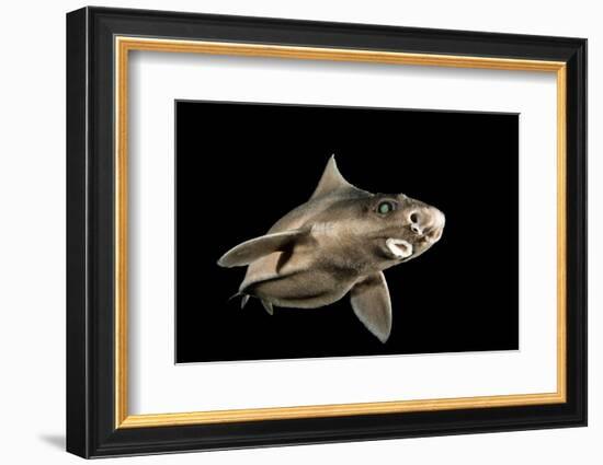 Angular Roughshark (Oxynotus Centrina) A Deepsea Species Living At 80-300M Depth-Jordi Chias-Framed Photographic Print