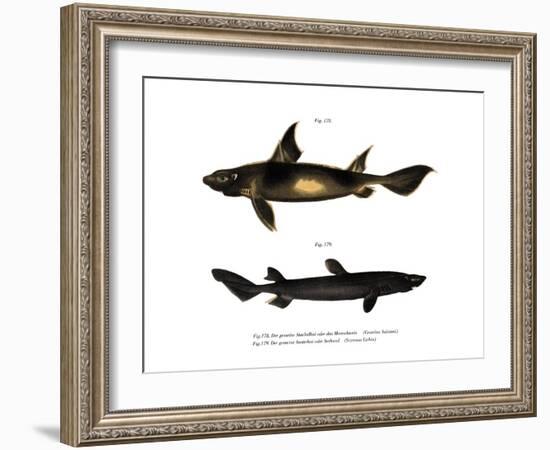 Angular Roughshark-null-Framed Giclee Print