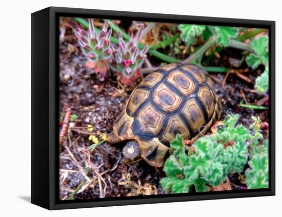 Angulate Tortoise in Flowers, South Africa-Claudia Adams-Framed Premier Image Canvas