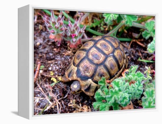 Angulate Tortoise in Flowers, South Africa-Claudia Adams-Framed Premier Image Canvas