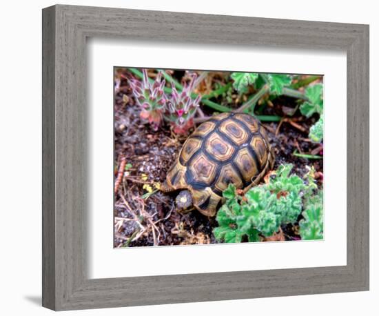 Angulate Tortoise in Flowers, South Africa-Claudia Adams-Framed Photographic Print