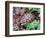 Angulate Tortoise in Flowers, South Africa-Claudia Adams-Framed Photographic Print