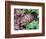 Angulate Tortoise in Flowers, South Africa-Claudia Adams-Framed Photographic Print