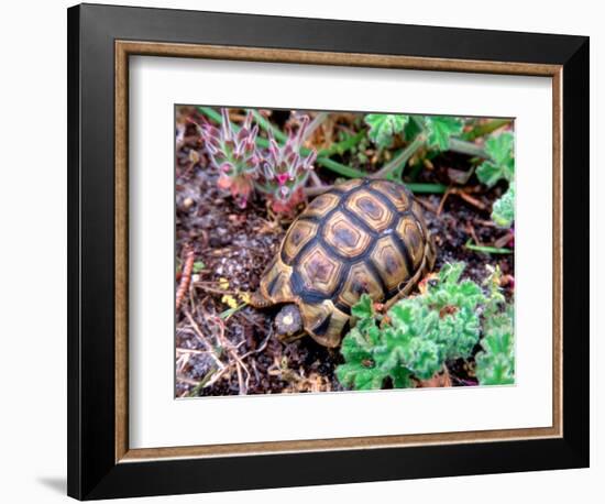 Angulate Tortoise in Flowers, South Africa-Claudia Adams-Framed Photographic Print