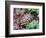 Angulate Tortoise in Flowers, South Africa-Claudia Adams-Framed Photographic Print