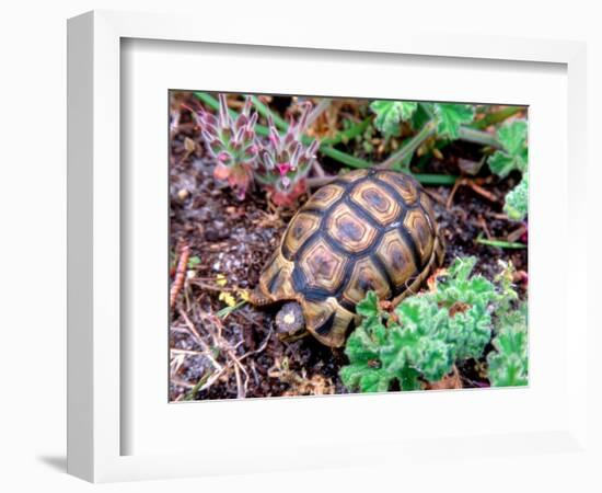 Angulate Tortoise in Flowers, South Africa-Claudia Adams-Framed Photographic Print