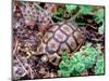 Angulate Tortoise in Flowers, South Africa-Claudia Adams-Mounted Photographic Print