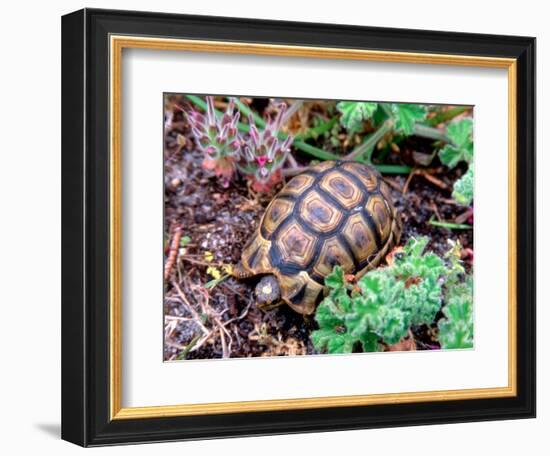 Angulate Tortoise in Flowers, South Africa-Claudia Adams-Framed Photographic Print