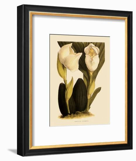 Anguloa Eburnea-John Nugent Fitch-Framed Giclee Print