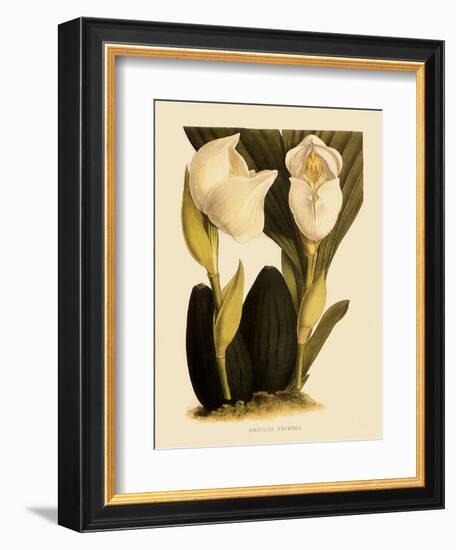 Anguloa Eburnea-John Nugent Fitch-Framed Giclee Print