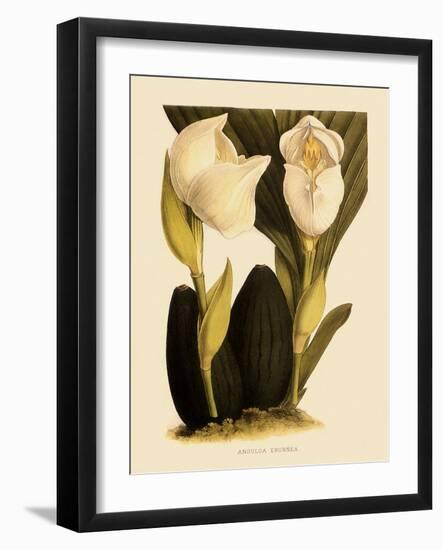 Anguloa Eburnea-John Nugent Fitch-Framed Giclee Print