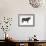 Angus Bull, Beef Cattle, Mammals-Encyclopaedia Britannica-Framed Art Print displayed on a wall