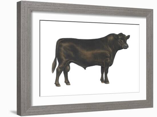 Angus Bull, Beef Cattle, Mammals-Encyclopaedia Britannica-Framed Art Print