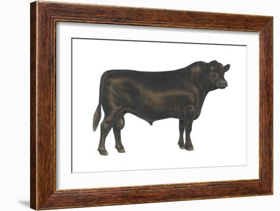 Angus Bull, Beef Cattle, Mammals-Encyclopaedia Britannica-Framed Art Print