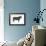 Angus Bull, Beef Cattle, Mammals-Encyclopaedia Britannica-Framed Art Print displayed on a wall