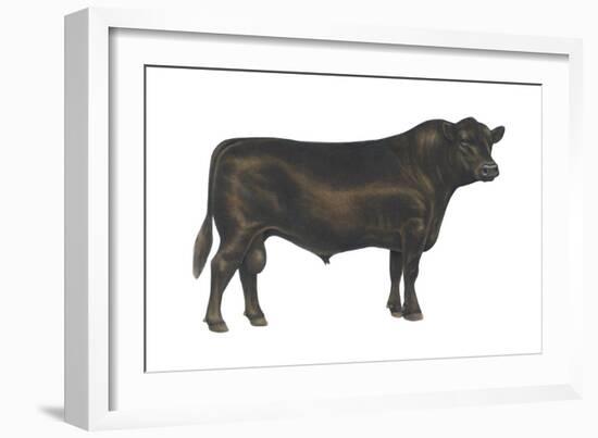 Angus Bull, Beef Cattle, Mammals-Encyclopaedia Britannica-Framed Art Print