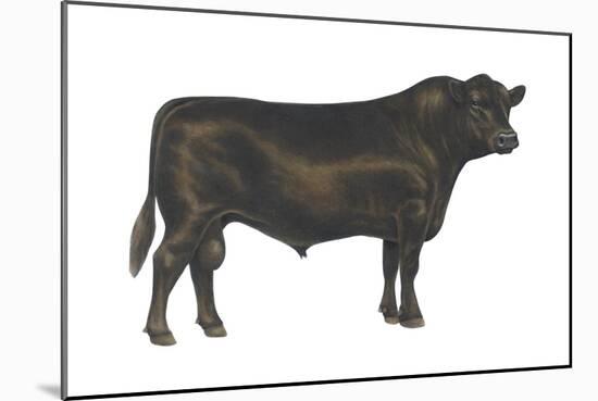 Angus Bull, Beef Cattle, Mammals-Encyclopaedia Britannica-Mounted Art Print