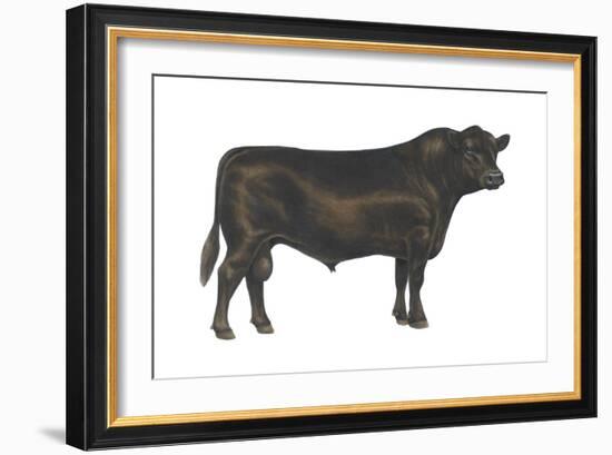 Angus Bull, Beef Cattle, Mammals-Encyclopaedia Britannica-Framed Art Print