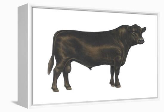 Angus Bull, Beef Cattle, Mammals-Encyclopaedia Britannica-Framed Stretched Canvas