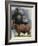 Angus Cattle-Barbara Keith-Framed Giclee Print