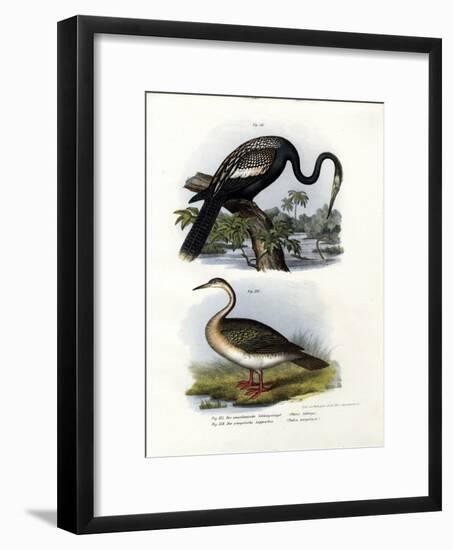 Anhinga, 1864-null-Framed Giclee Print