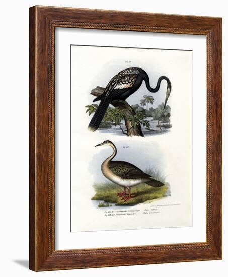 Anhinga, 1864-null-Framed Giclee Print