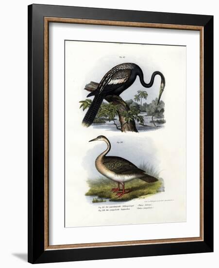 Anhinga, 1864-null-Framed Giclee Print