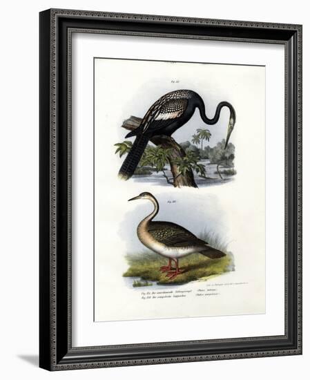 Anhinga, 1864-null-Framed Giclee Print