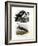 Anhinga, 1864-null-Framed Giclee Print