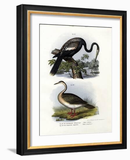 Anhinga, 1864-null-Framed Giclee Print