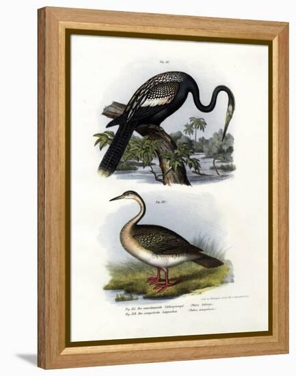 Anhinga, 1864-null-Framed Premier Image Canvas