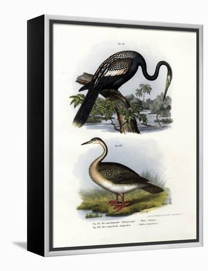 Anhinga, 1864-null-Framed Premier Image Canvas