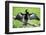 Anhinga (Anhinga Anhinga) bird, Tortuguero National Park, Limon Province, Costa Rica-Matthew Williams-Ellis-Framed Photographic Print