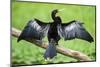 Anhinga (Anhinga Anhinga) bird, Tortuguero National Park, Limon Province, Costa Rica-Matthew Williams-Ellis-Mounted Photographic Print