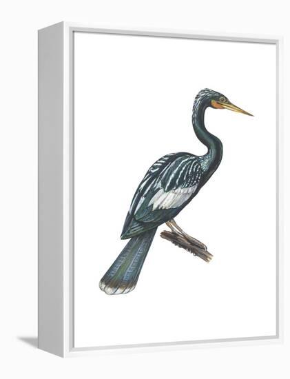 Anhinga (Anhinga Anhinga), Birds-Encyclopaedia Britannica-Framed Stretched Canvas