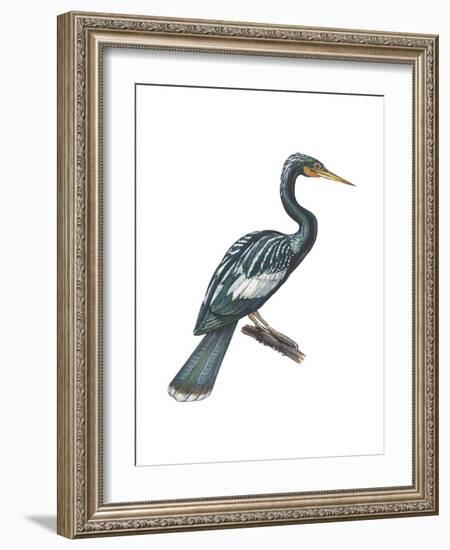 Anhinga (Anhinga Anhinga), Birds-Encyclopaedia Britannica-Framed Art Print