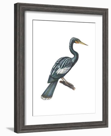 Anhinga (Anhinga Anhinga), Birds-Encyclopaedia Britannica-Framed Art Print