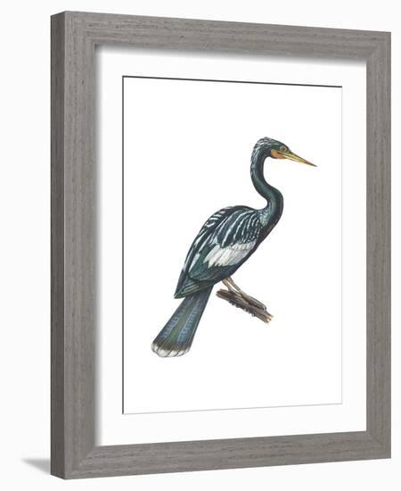 Anhinga (Anhinga Anhinga), Birds-Encyclopaedia Britannica-Framed Art Print