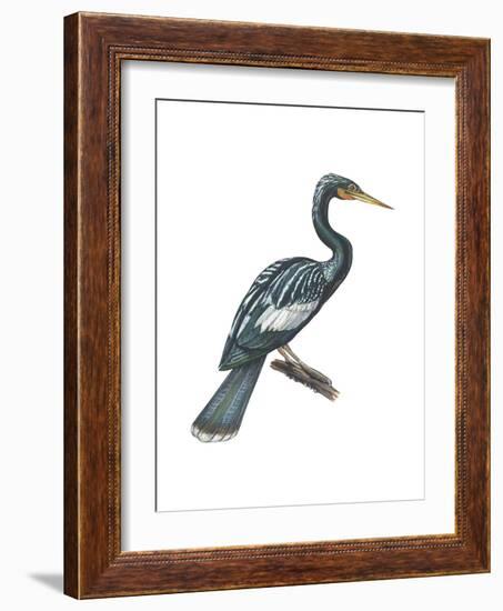 Anhinga (Anhinga Anhinga), Birds-Encyclopaedia Britannica-Framed Art Print