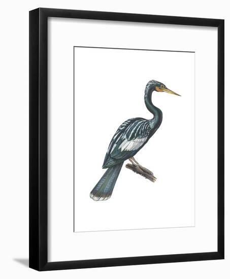 Anhinga (Anhinga Anhinga), Birds-Encyclopaedia Britannica-Framed Art Print