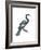 Anhinga (Anhinga Anhinga), Birds-Encyclopaedia Britannica-Framed Art Print