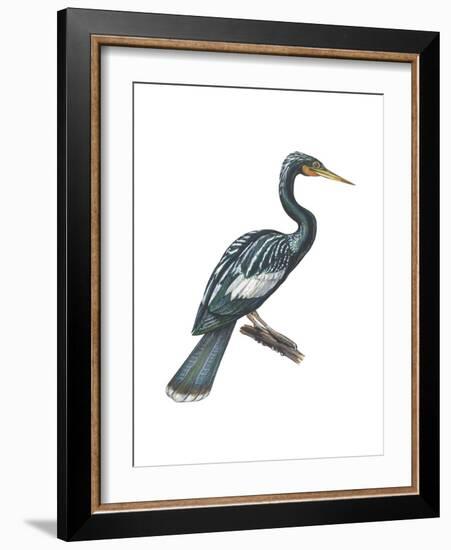 Anhinga (Anhinga Anhinga), Birds-Encyclopaedia Britannica-Framed Art Print