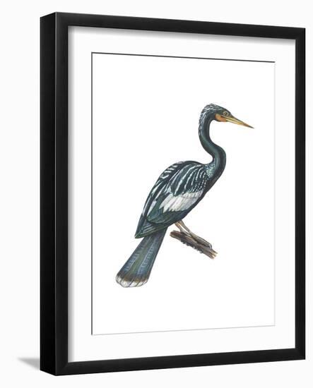 Anhinga (Anhinga Anhinga), Birds-Encyclopaedia Britannica-Framed Art Print