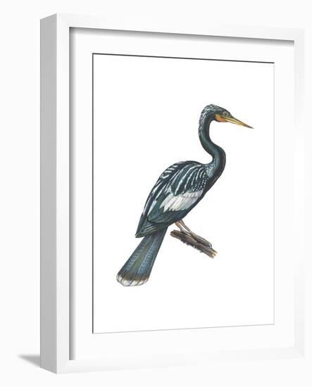 Anhinga (Anhinga Anhinga), Birds-Encyclopaedia Britannica-Framed Art Print