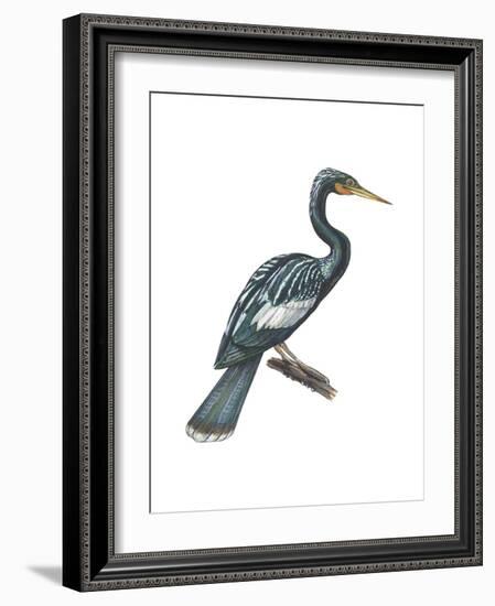 Anhinga (Anhinga Anhinga), Birds-Encyclopaedia Britannica-Framed Art Print