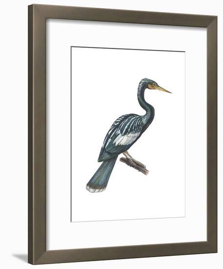 Anhinga (Anhinga Anhinga), Birds-Encyclopaedia Britannica-Framed Art Print