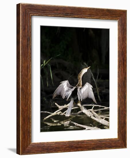 Anhinga (Anhinga Anhinga), Everglades, UNESCO World Heritage Site, Florida, USA, North America-Michael DeFreitas-Framed Photographic Print