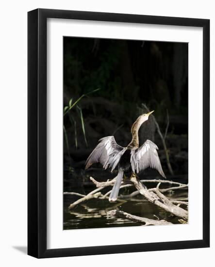 Anhinga (Anhinga Anhinga), Everglades, UNESCO World Heritage Site, Florida, USA, North America-Michael DeFreitas-Framed Photographic Print