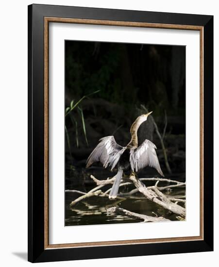 Anhinga (Anhinga Anhinga), Everglades, UNESCO World Heritage Site, Florida, USA, North America-Michael DeFreitas-Framed Photographic Print